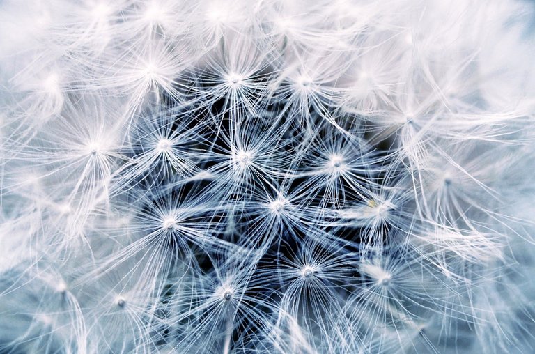 dandelion-808255_1920.jpg