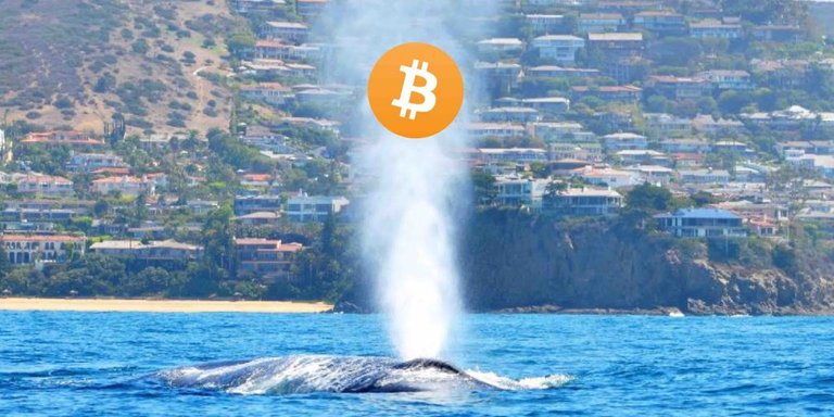 bitcoinwhale.jpg