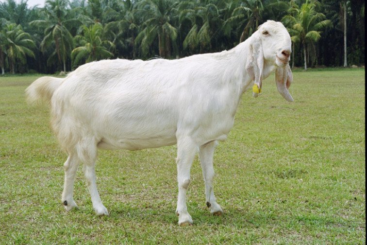 ciri-ciri-kambing-hamil.jpg