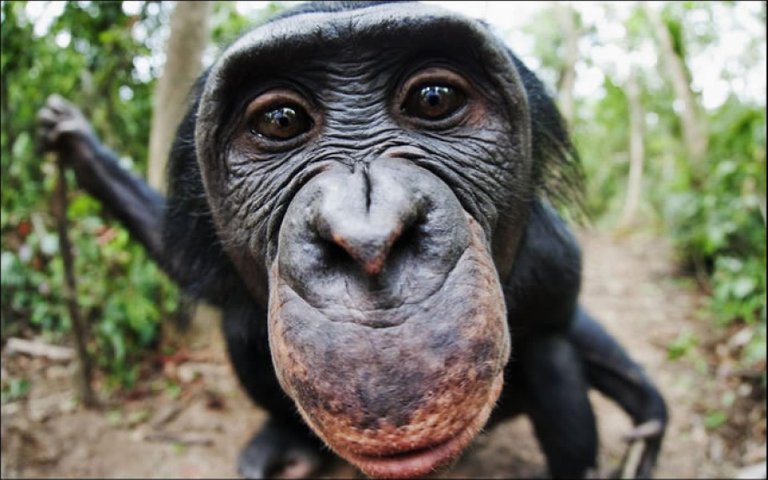 chimpanzee-8.jpg