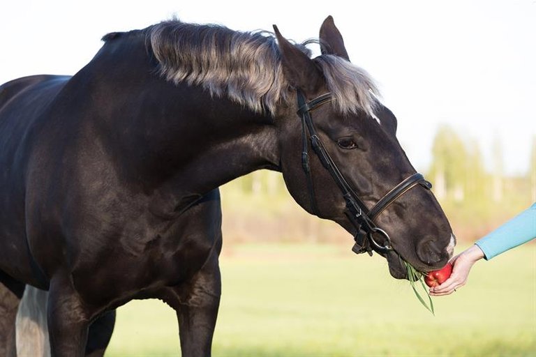 the-noblest-of-all-creatures-7-interesting-facts-about-horses-7-horses-will-prefer-to-eat-something-sweet-instead-of-sour-or-salty.jpg