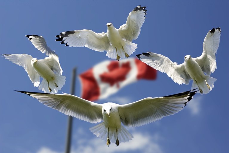 gulls-540791_1280.jpg