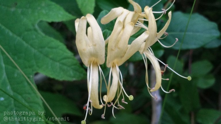 Honeysuckle-4.jpg