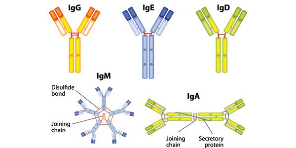 antibody_isotype-controls.jpg