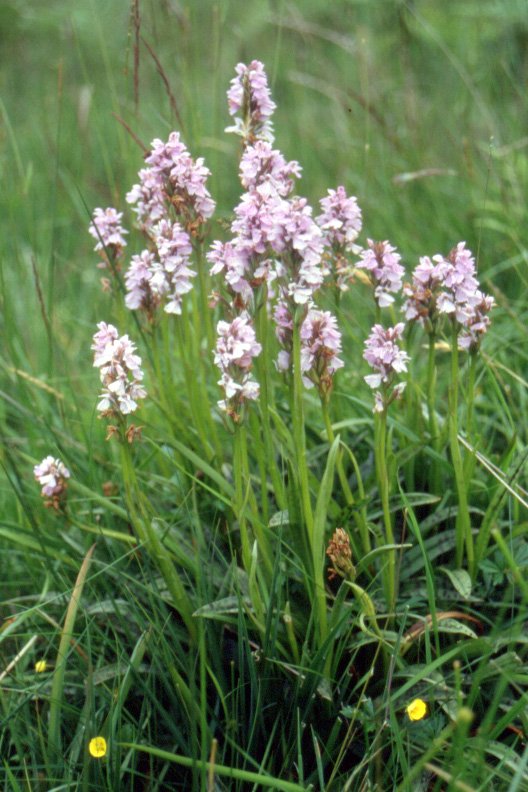 Heath spotted orchids.jpg