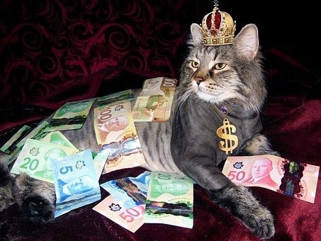 money_cat.jpg