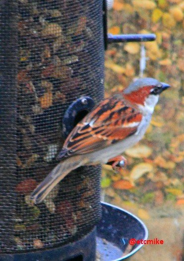 house sparrow PFW19-05sat.JPG