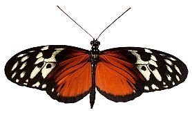 Butterfly Tiger Heliconian 169HS.jpg