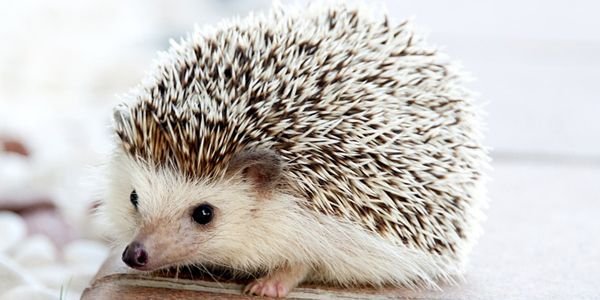 32_hedgehog-468228_960_720.jpg