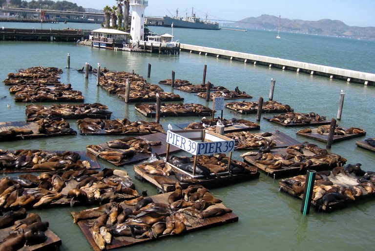 sealions1.jpg