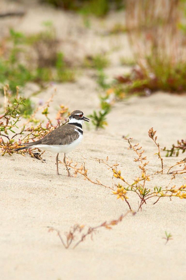 Killdeer.jpg