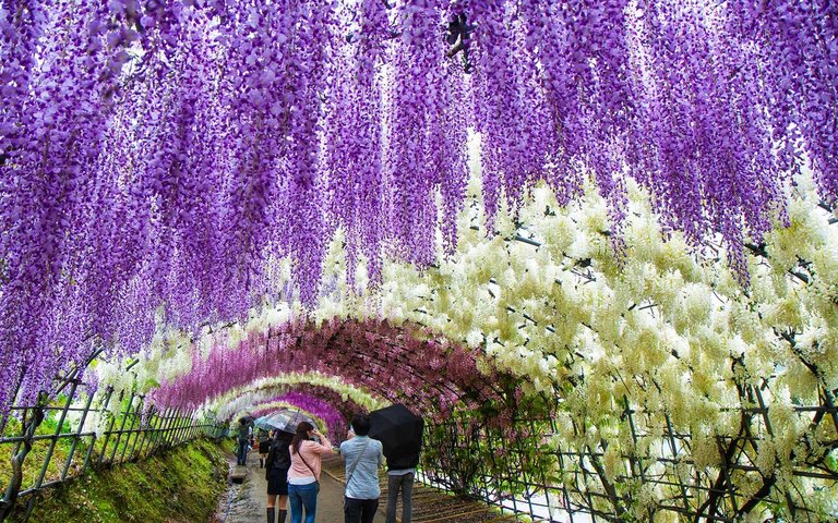 kawachi-fuji-garden-japan-WISTERIA0317.jpg