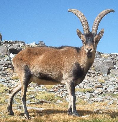 Pyrenean Ibex.jpg