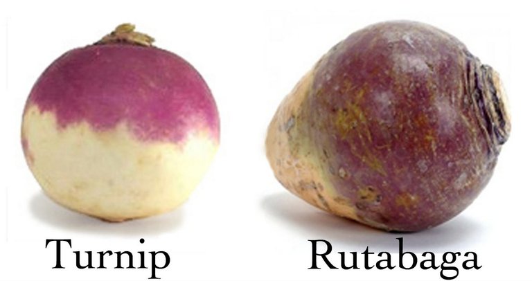 turnip-vs-rutabaga.jpg