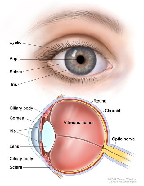 eye-anatomy.jpeg