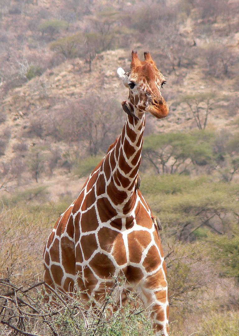 reticulated-giraffe1.jpg