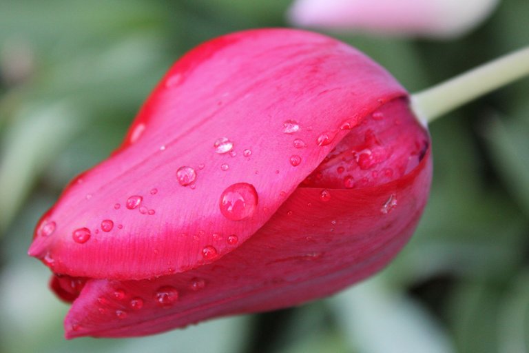 tulip-with-rain-3.jpg