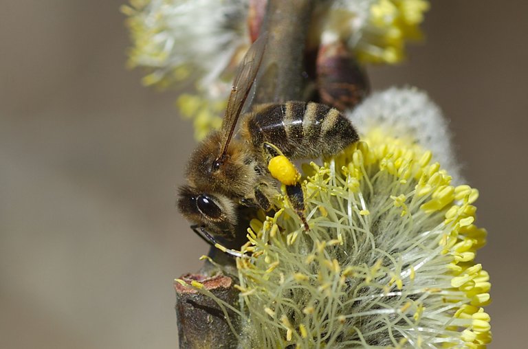 Biene Catkin 2.jpg