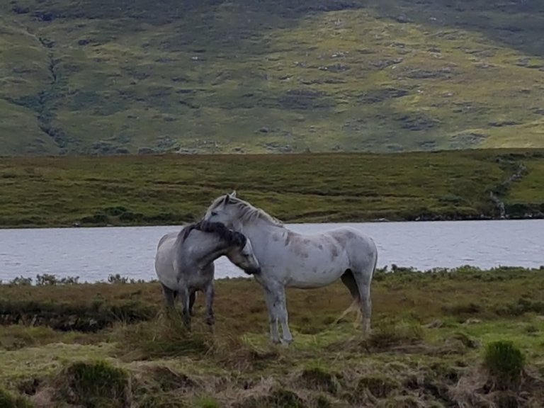 Ireland - Connamera pony.jpg