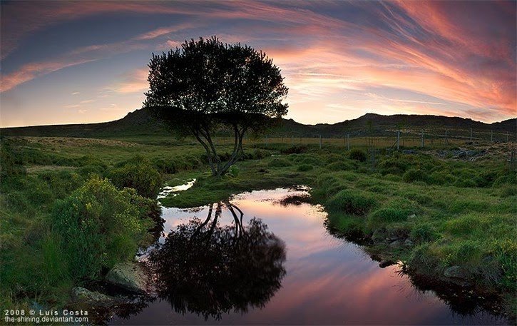 tree-reflections-in-water.jpg