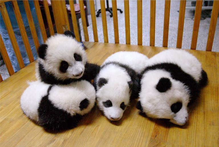 osos-panda-bebes.jpg