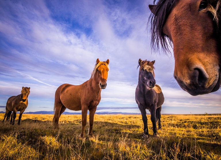 Four Horses