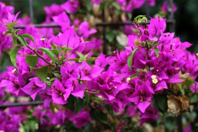 bougainvillea-400x267.jpg