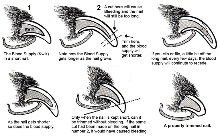 Nail-Trimming-Diagram.png