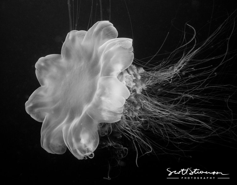 Lionmane Jellyfish-1.jpg