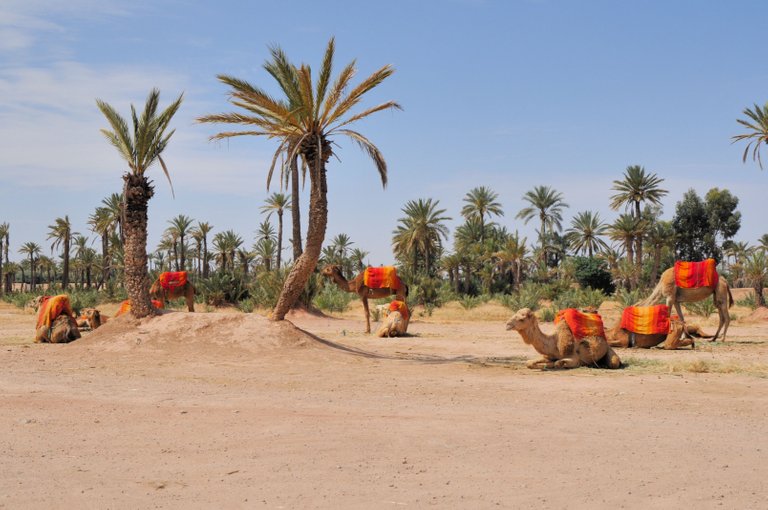 La_Palmeraie_de_Marrakech_709.JPG