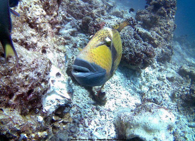 triggerfish-maldives-2017-jonas-ahrens_02.jpg