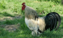 crowing rooster thumbnail small.png