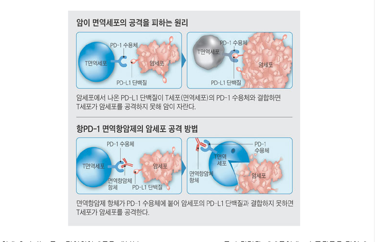 면역_관문억제제_기전.png