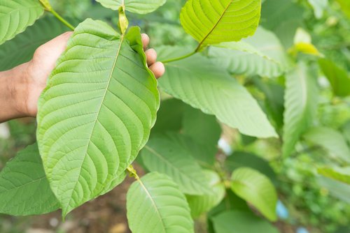 kratom-medicine-plant-thailand.jpg