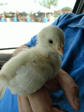 chick1.jpg