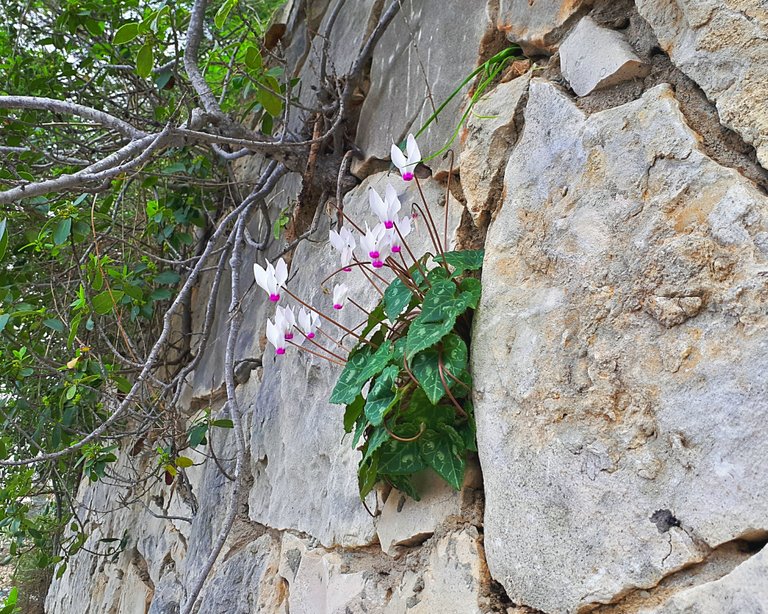 Cyclamen