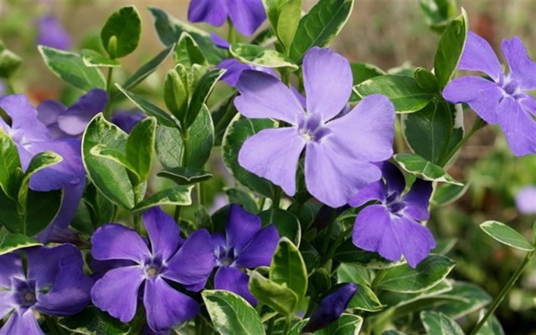 8251-Ralph-Shugert-Vinca-Minor.jpg