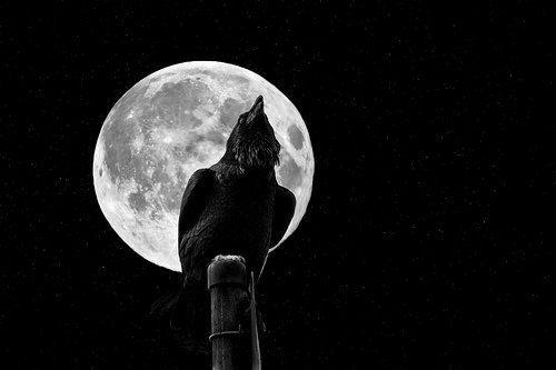 crow and moon.jpg