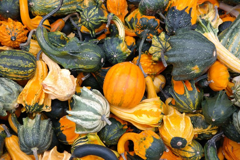 pumpkins-228474_1920.jpg