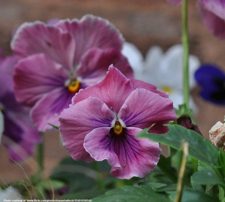 PurplePansies-001-041118.jpg