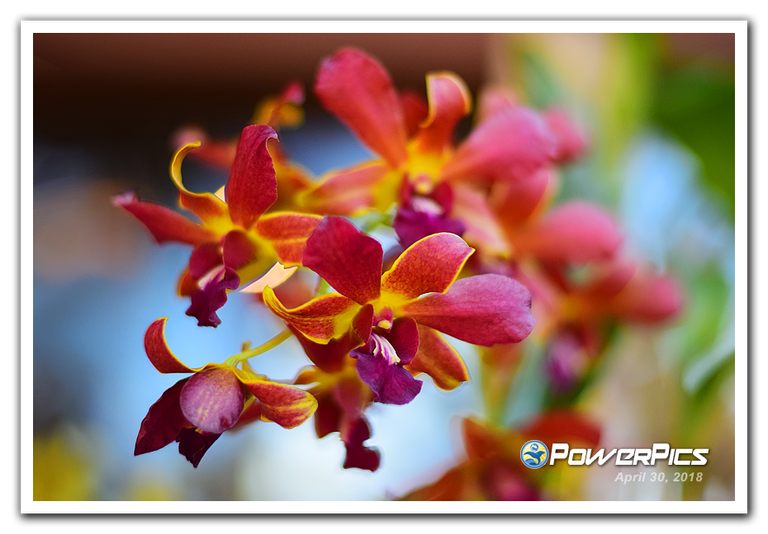 Orchids-01-PowerPics.png