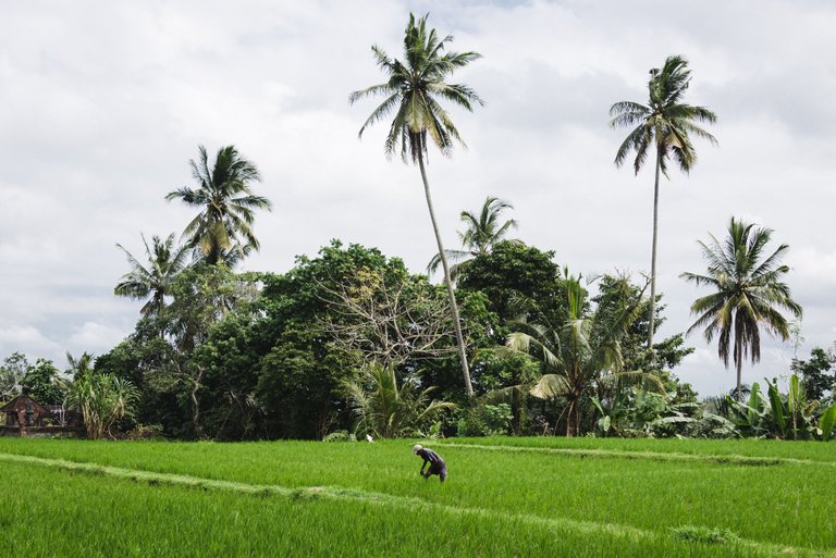 UBUD (14 of 15).jpg