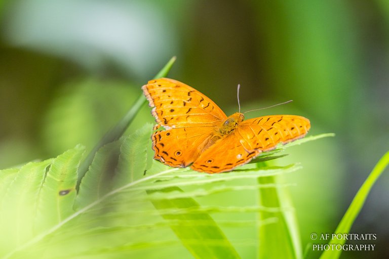 Butterflies-6.jpg