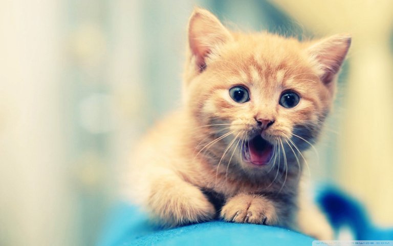 kitty_2-wallpaper-1920x1200.jpg