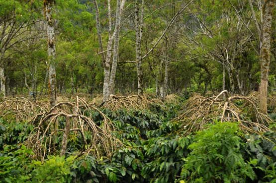 Kebun-kopi.jpg