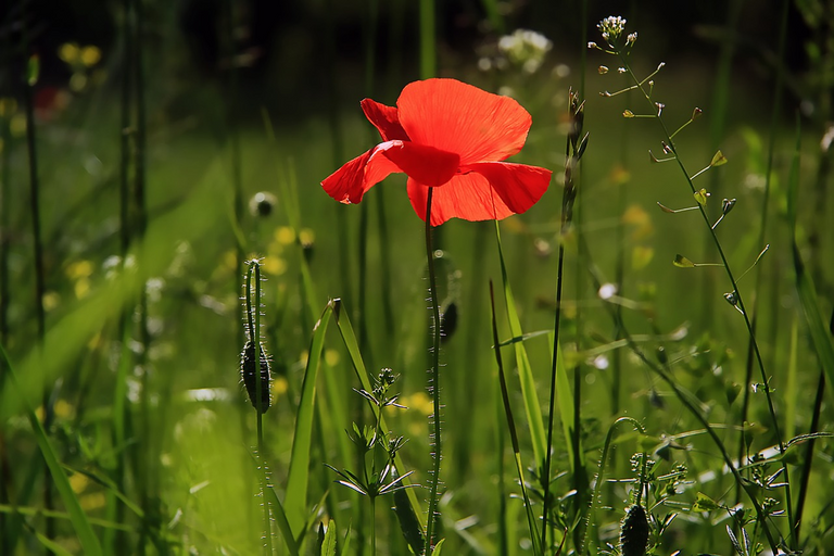 flower