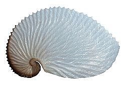 Sea Shell Nautilus 169HS.jpg