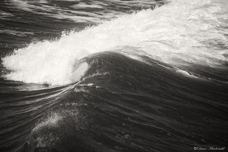 b&w ocean wave-1.jpg