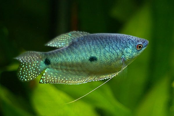 sumatranus_gourami_trichoga-3.jpg