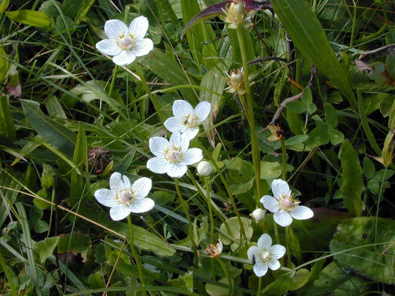 Grass of Parnassus 4.JPG